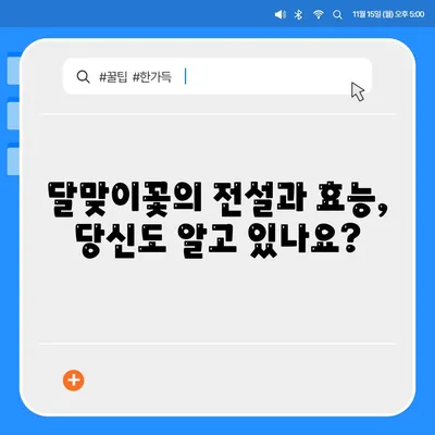 달맞이꽃