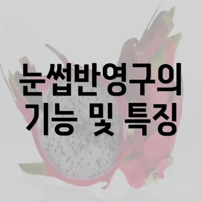 눈썹반영구의 기능 및 특징