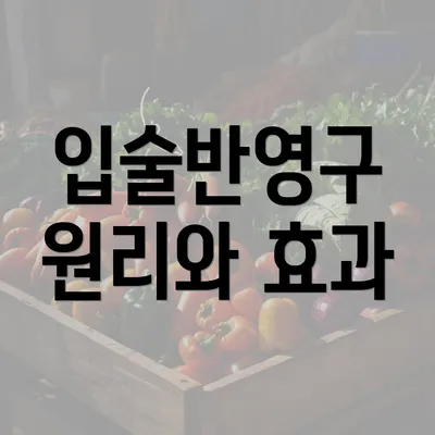 입술반영구 원리와 효과