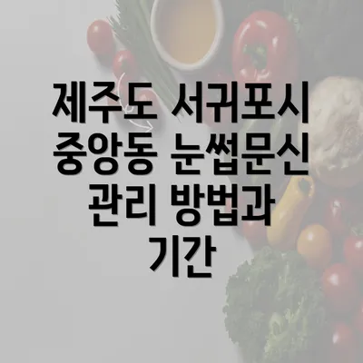 제주도 서귀포시 중앙동 눈썹문신 관리 방법과 기간